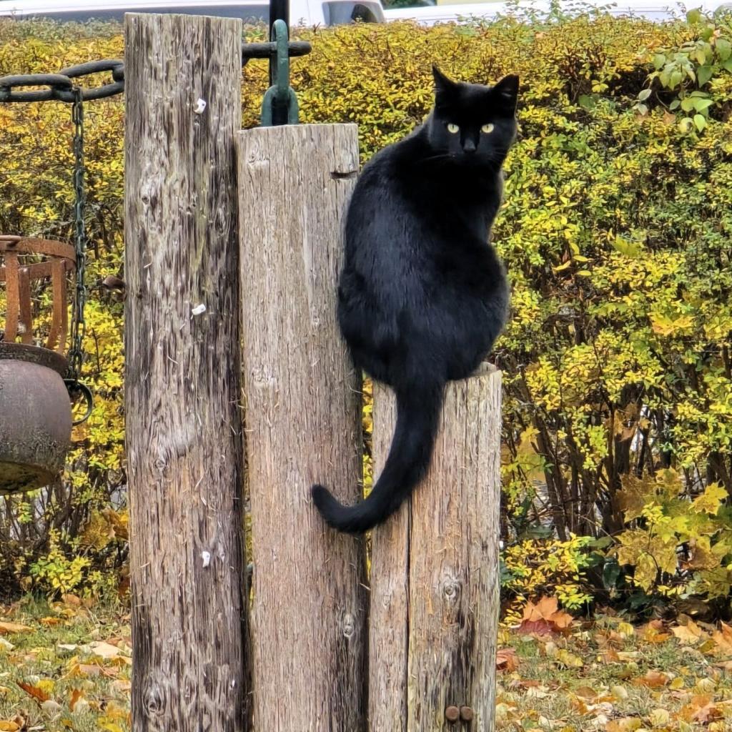 Eine schwarze Katze sitzt auf einem vertikalen Holzpfosten in einer herbstlichen Umgebung.