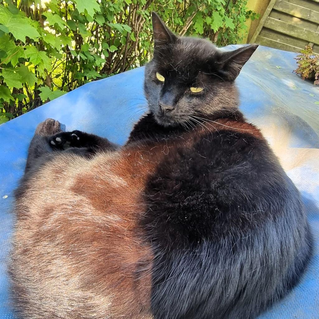 Eine große schwarze Katze mit auffällig braunem Hinterteil liegt auf einem blauen Tuch.